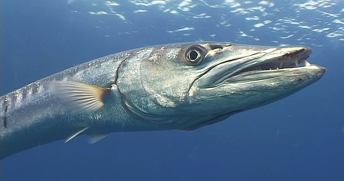 A image of big fish vimeo